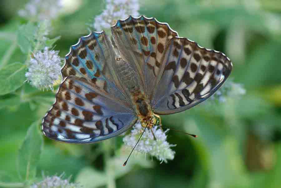 Lady, Argynnis paphia valesina